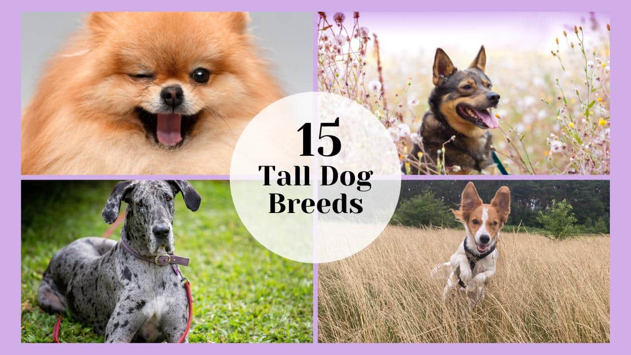 Tall Dog Breeds: Top Breeds for Gentle Big Lovers 2024