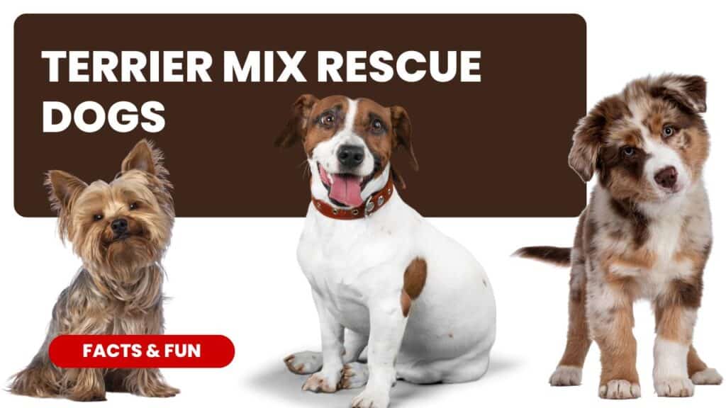 Terrier Mix Rescue Dogs: Pups with Big Hearts 2024