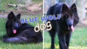 The Mystery of the Blue Wolf Dog Breed: Is it a Wolf or Dog 2024
