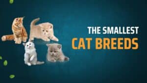 The Smallest Cat Breeds: Big Personalities, Tiny Packages 2024