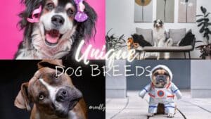 Unique Dog Breeds That Surprise: Beyond Barking 2024