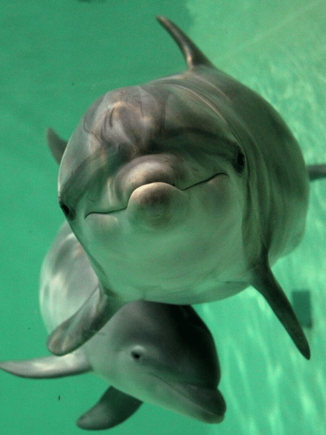 Dolphins