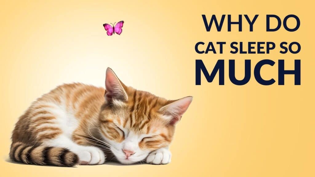 Unveiling The Why Do Cats Sleep So Much? 2024