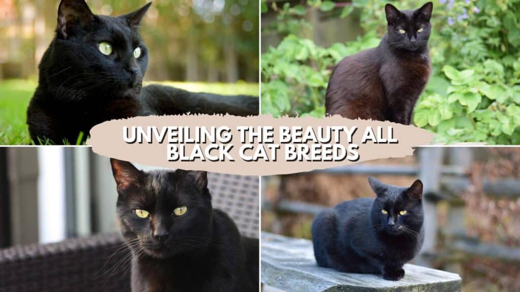 Unveiling the Beauty All Black Cat Breeds