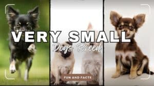 Very Small Dog Breeds: Big Personalities in Small Packages 2024
