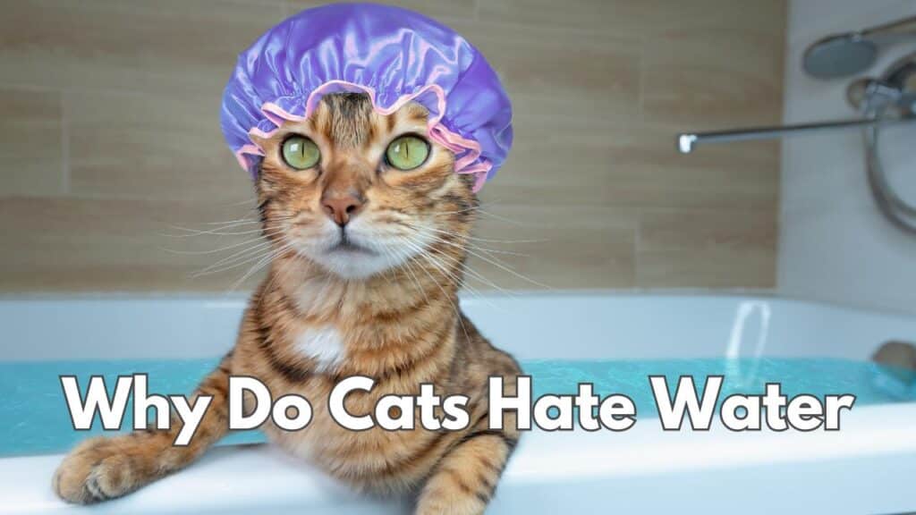 Why Do Cats Hate Water? The Wet Furry Truth 2024