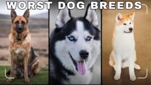 Worst Dog Breeds: The Most Aggressive Dog Breeds 2024