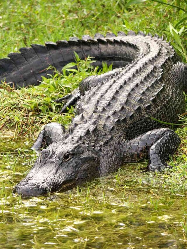 Unveiling the Secret World of Escort Alligators What You Need to Know