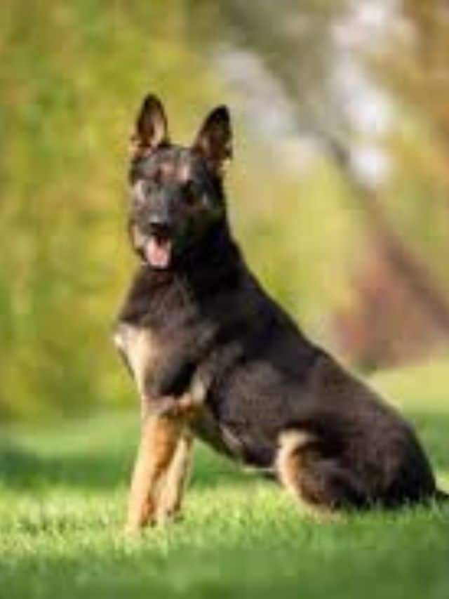 dog breeds like german shepherd