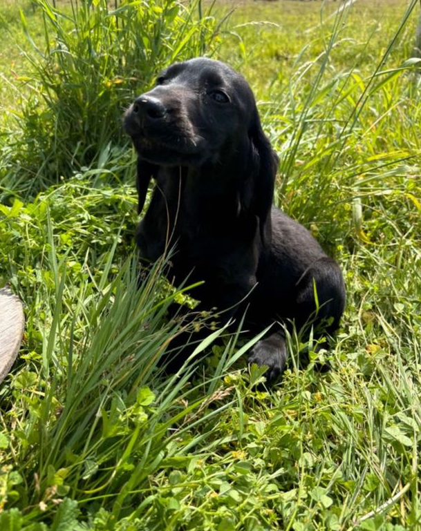 Black_Golden_Retriever