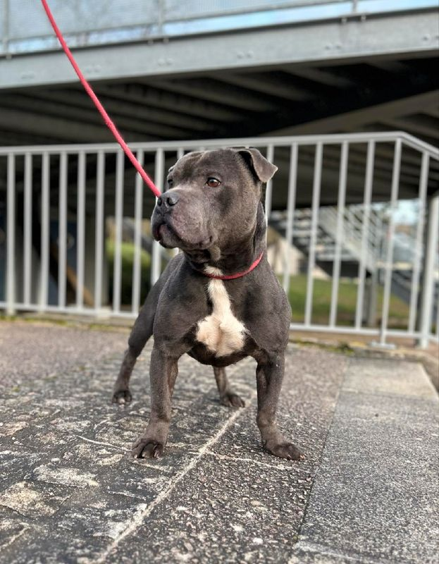 Blue Staffy