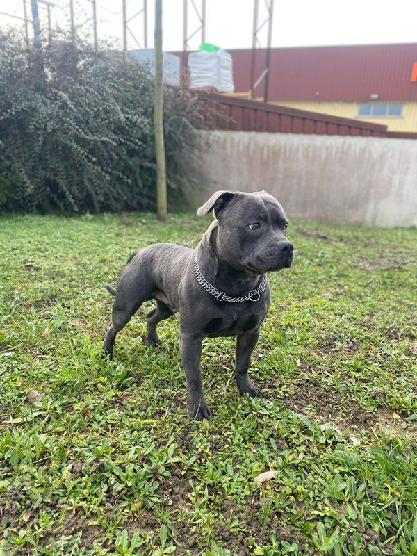 Blue Staffy