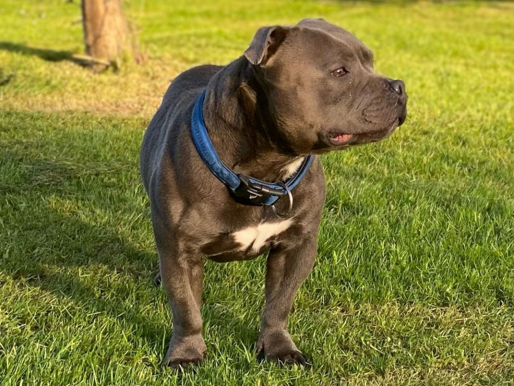 Blue Staffy size