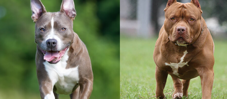 American Staffordshire Terrier Vs Pitbull