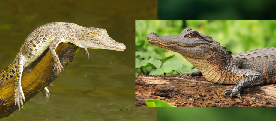 Baby Crocodiles vs Baby Alligators