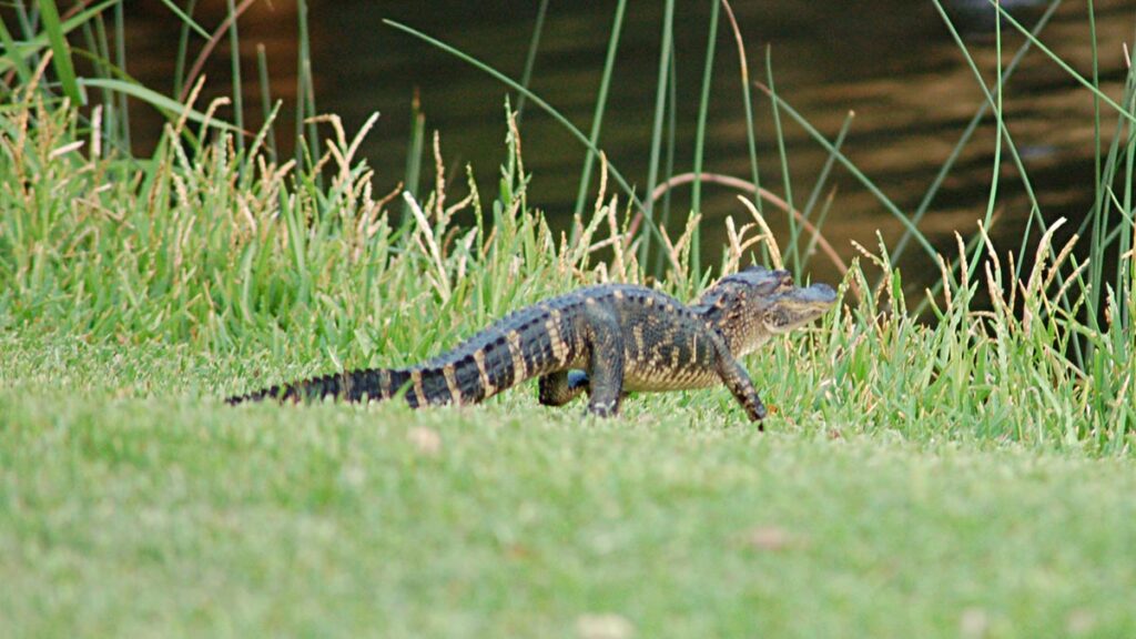 Baby Alligators