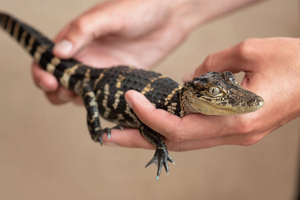 Baby Alligators