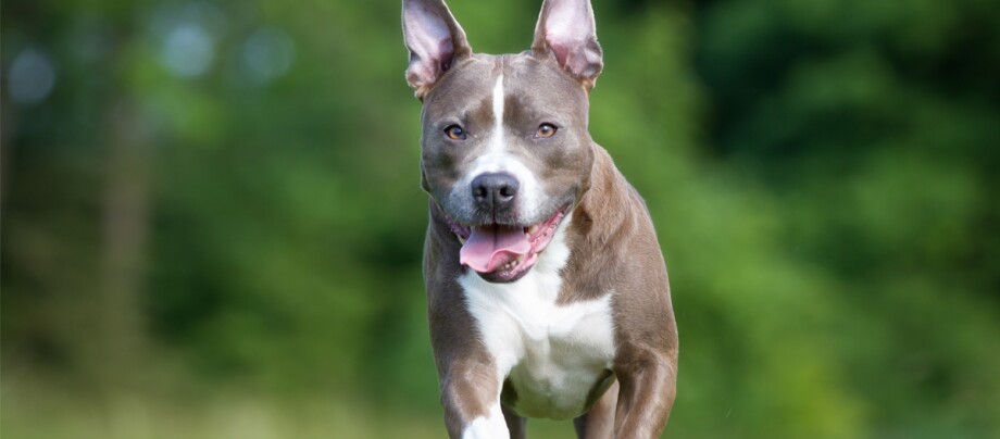 American Staffordshire Terrier Vs Pitbull