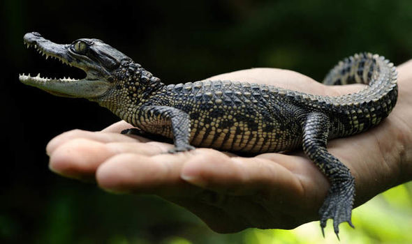 baby crocodiles